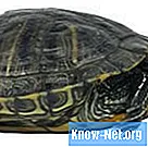 Sistemul respirator al broaștelor țestoase