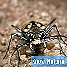 곤충 수집을 위해 거미를 보존하는 방법
