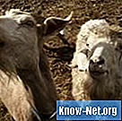Un vermifuge peut-il être administré à une chèvre qui allaite?