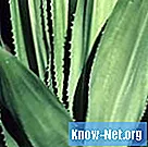 Aloe vera levelekkel kapcsolatos problémák