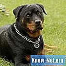 Hudproblemer i Rottweilers