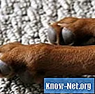 ¿Cuáles son las causas de las patas rojizas en los perros?