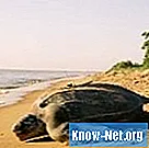 Kakvu bi brigu trebala voditi računa o morskim kornjačama?