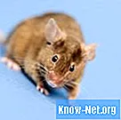 Quelles odeurs peuvent être utilisées pour repousser les souris?