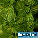 ¿Cuáles son los beneficios de comer hojas de menta enteras? - Salud