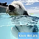Који су ризици од потрошње воде у базену код животиња?