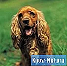 Come trattare un'infezione da lievito in un cane