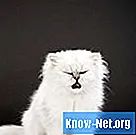 ปลอดภัยหรือไม่ที่จะให้ปิโตรเลียมเจลลี่แก่แมวเป็นทรีทเม้นต์สำหรับก้อนขน