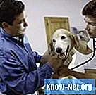 Jakie są przyczyny osłabienia tylnych łap u psów?