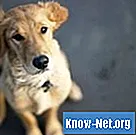 Каковы причины высокого уровня калия у собак?
