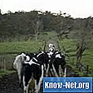 Какви са причините за слабост в задните крайници на млечна крава?