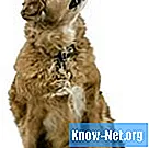 Behandelingen voor een abces in de anale klier van de hond
