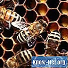 Какви са ползите от пчелното млечице за кожата