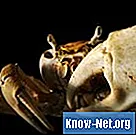 Hva er farene ved å spise bortskjemte krabbeben?