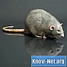 У чому полягає небезпека очищення фекалій щурів?