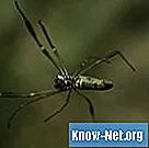¿Cuáles son los depredadores de las arañas de patas largas (pholcidae)? - Salud