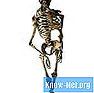 Hvad er de vigtigste organer i skeletsystemet?