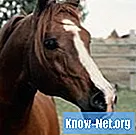 Mitkä ovat hevosen puremien ja kaatumisten riskit - Terveys