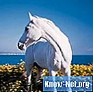 Kokie yra chorioptinio ėdalo gydymo būdai arkliams?