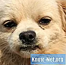 การรักษา uveitis ในสุนัขมีอะไรบ้าง?