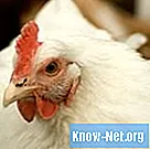 Hva er behandlingene for øyeorm hos kyllinger?