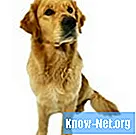 Kaip gydyti lūžusį šuns šonkaulį