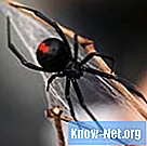 Hvilke typer edderkopper har røde maver?