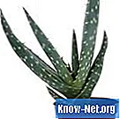 Domače zdravilo Aloe vera za genitalne bradavice