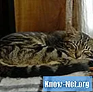 Hjemmemedicin mod blærebetændelse hos katte