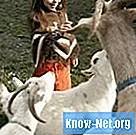 Domaći lijek protiv proljeva u novorođenih koza