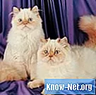 Hjemmemedicin mod adanale kirtler hos katte