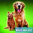 Ubat homeopati untuk tungau telinga pada anjing dan kucing
