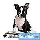 Natürliches Heilmittel gegen Hundeepilepsie - Gesundheit