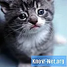 Hemmet för kattungar med spikade och skurna ögon