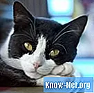 Hemmet för katter med magont - Hälsa