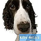 Naturlige midler mod tøs næse hos hunde