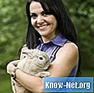 Bezpečné prostriedky na zmiernenie bolesti u králikov - Zdravie