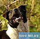 Tonsilhälsa hos hundar