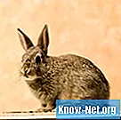 Hvilke fysiske tilpasninger trenger en kanin for å overleve i sitt habitat?