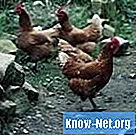 Krätze bei Hühnern