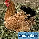 Tecken på att en kyckling kläcks