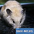 Tegn på slagtilfælde i en hamster