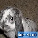 Oznaki świerzbu u królików