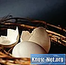 Signos de una cacatúa poniendo un huevo