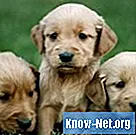 כיצד לזהות ולטפל בנזלת ובסינוסיטיס אצל כלבים