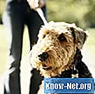 Tecken och symtom på end-stage hund lymfom