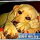 Signes et symptômes d'insuffisance rénale terminale chez le chien - Santé
