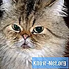 Симптоми трудноће перзијске мачке