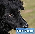 Symptômes de fausse couche chez les chiennes - Santé