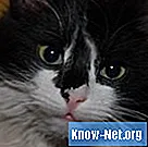 Συμπτώματα διάρροιας σε μια γάτα που αντιμετωπίζεται με αντιβιοτικά
